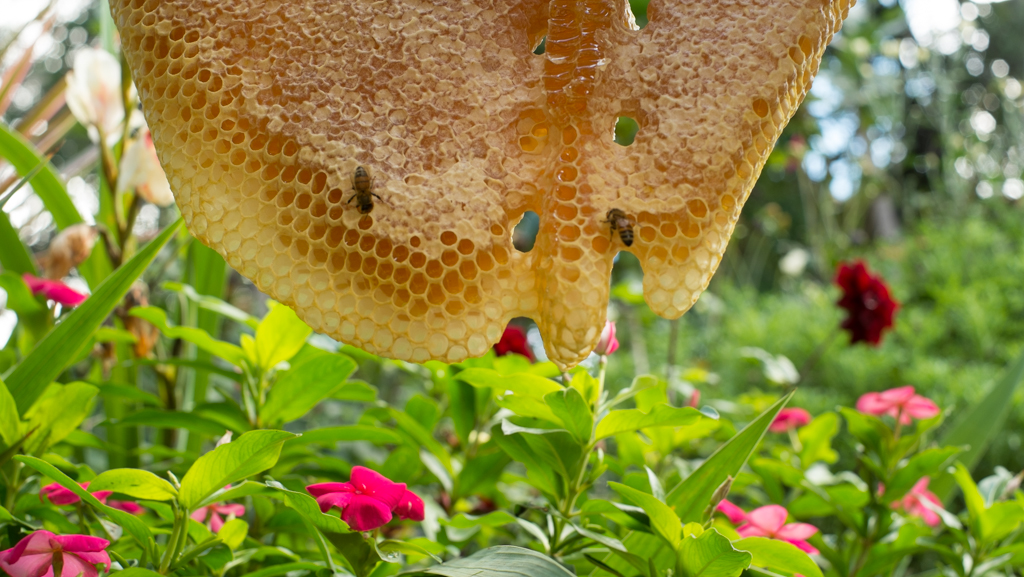 How to Help Honey Bees